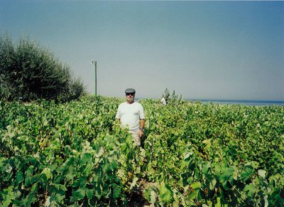 Gocay Vineyards