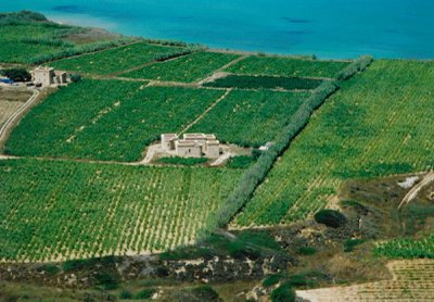 Gocay Vineyards