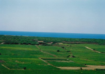 Gocay Vineyards