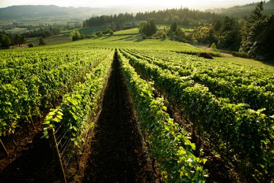 Gocay Vineyards