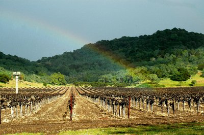 Gocay Vineyards